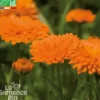 Souci des jardins bio