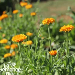 Souci des jardins bio