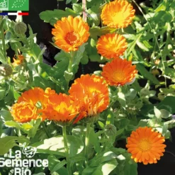 Souci des jardins bio