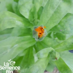 Souci des jardins bio