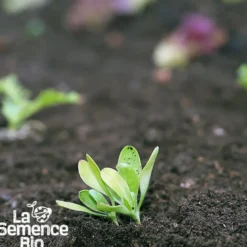 Souci des jardins bio