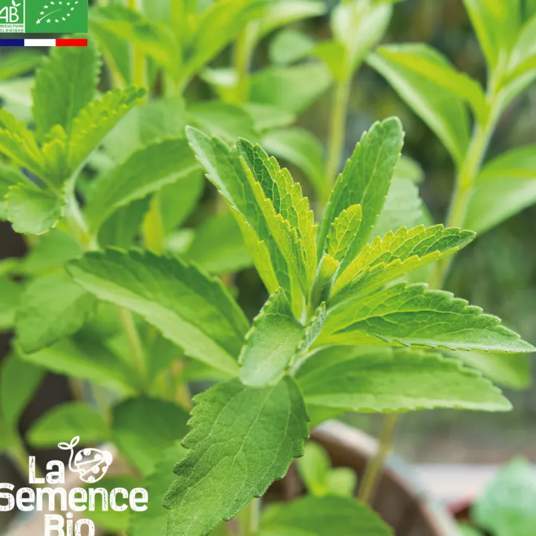 Stevia - graines bio