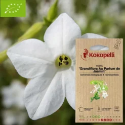 Tabac grandiflora au parfum de jasmin- graines bio à semer