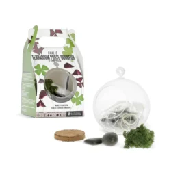 Terrarium boule Oxalis
