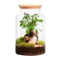 Terrarium en verre Jungle ficus ginseng