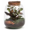 Terrarium Hyperion en verre avec calathea