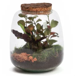 Terrarium Hyperion en verre avec calathea
