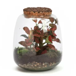 Terrarium Hyperion en verre avec calathea