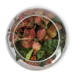 Terrarium Hyperion en verre avec calathea