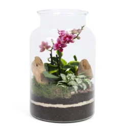 Terrarium Jungle orchidée en verre
