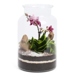 Terrarium Jungle orchidée en verre
