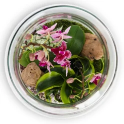 Terrarium Jungle orchidée en verre