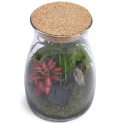 Terrarium Romeo en verre