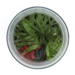 Terrarium Romeo en verre