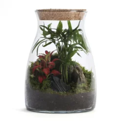 Terrarium Romeo en verre