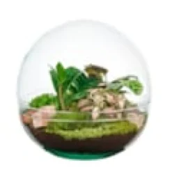 Terrarium rond fittonia