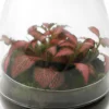 Terrarium œuf fittonia verre