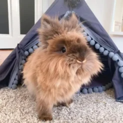Tipi pour chats chiens et lapins avec pompons petit gris