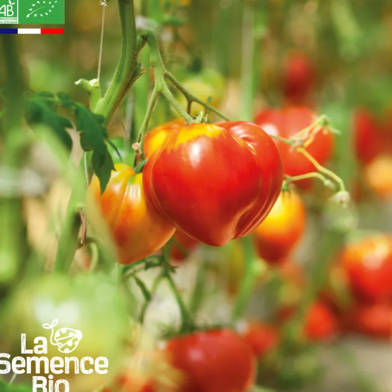 Tomate petit cœur de bœuf bio