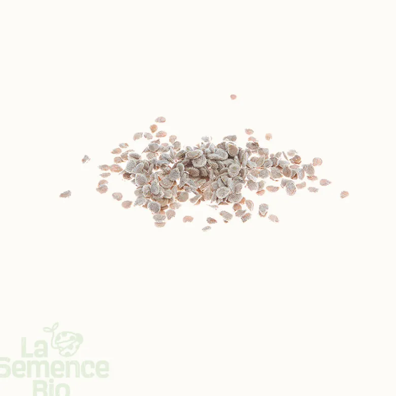 Tomate petit cœur de bœuf bio