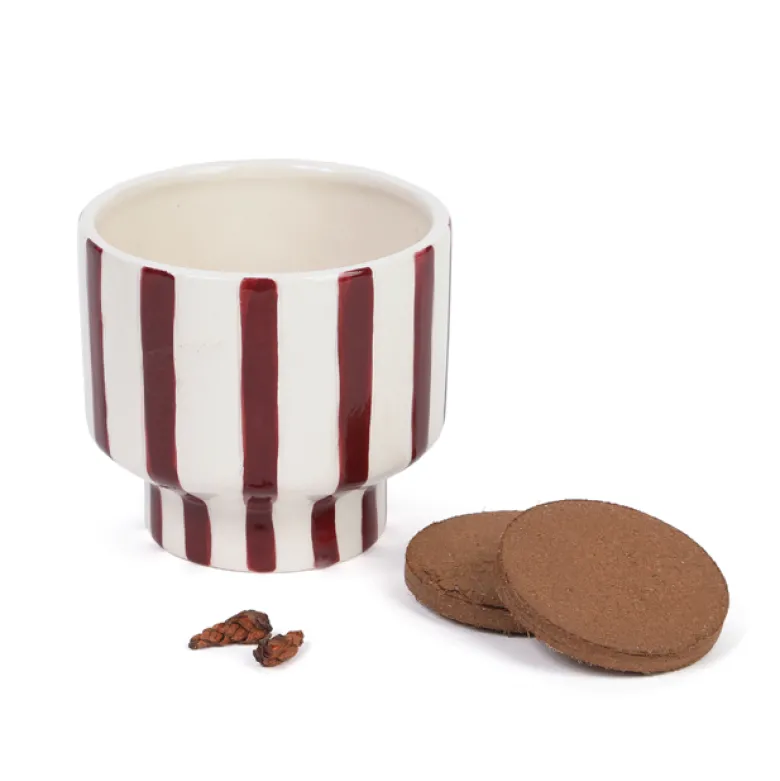Trèfles pourpre à faire pousser