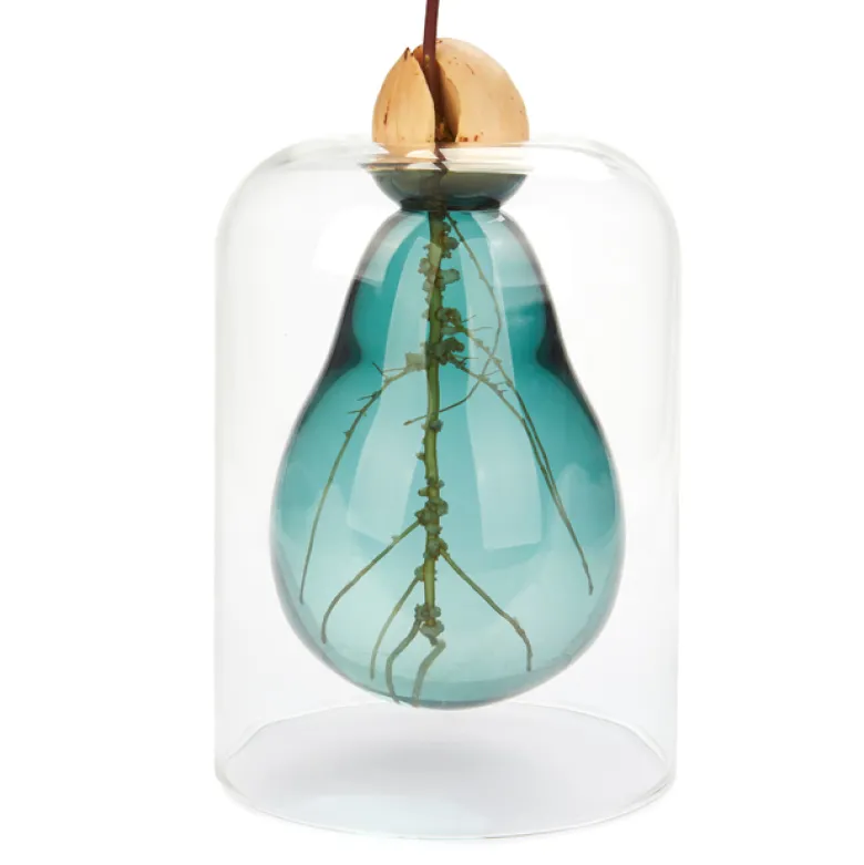 Vase de germination avocat