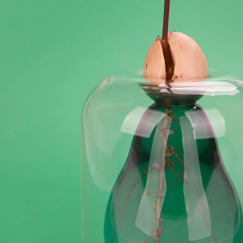 Vase de germination avocat