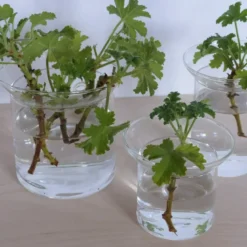 Vase de germination en verre