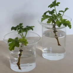 Vase de germination en verre