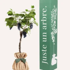 Vigne muscat de hambourg à planter