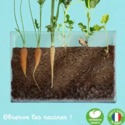 Vivarium découverte racines et lombrics