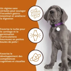Wildfang® croquettes junior au saumon pour chiots - sans céréales - 2 kg