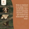 Wildfang huile de saumon 250 g — complément d'oméga pour chiens
