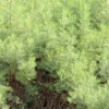 6 x armoise citronnelle - artemisia abrotanum - godet 9x9 cm
