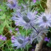 6 x chardon bleu des alpes - eryngium alpinum 'blue star' - godet 9x9 cm
