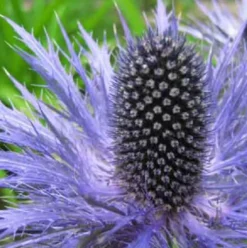 6 x chardon bleu des alpes - eryngium alpinum 'blue star' - godet 9x9 cm