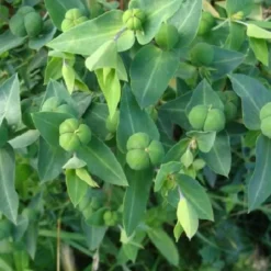 6 x euphorbe épurge, herbe à taupe - euphorbia lathyris - godet 9x9 cm