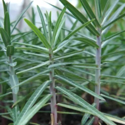 6 x euphorbe épurge, herbe à taupe - euphorbia lathyris - godet 9x9 cm