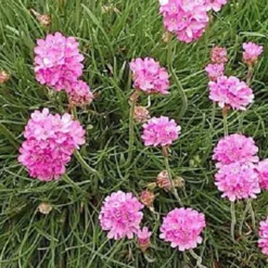6 x gazon d'espagne - armeria maritima 'rosea' - godet 9x9 cm