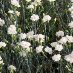 6 x œillet mignardise - dianthus plumarius 'haytor white' - godet 9x9 cm