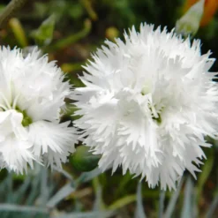 6 x œillet mignardise - dianthus plumarius 'haytor white' - godet 9x9 cm