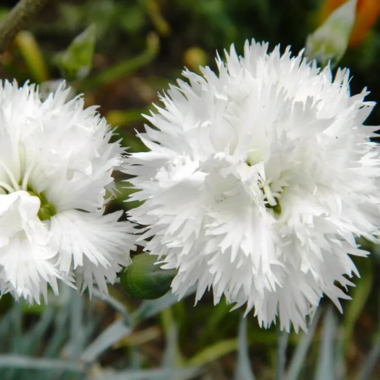 6 x œillet mignardise - dianthus plumarius 'haytor white' - godet 9x9 cm