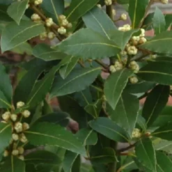 6 x laurier noble - laurus nobilis - godet 9x9 cm