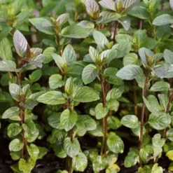6 x menthe poivrée - mentha piperita 'nigra' - godet 9x9 cm