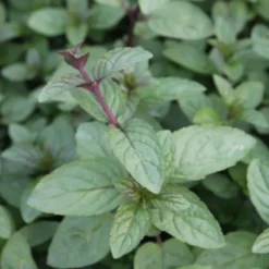 6 x menthe poivrée - mentha piperita 'nigra' - godet 9x9 cm