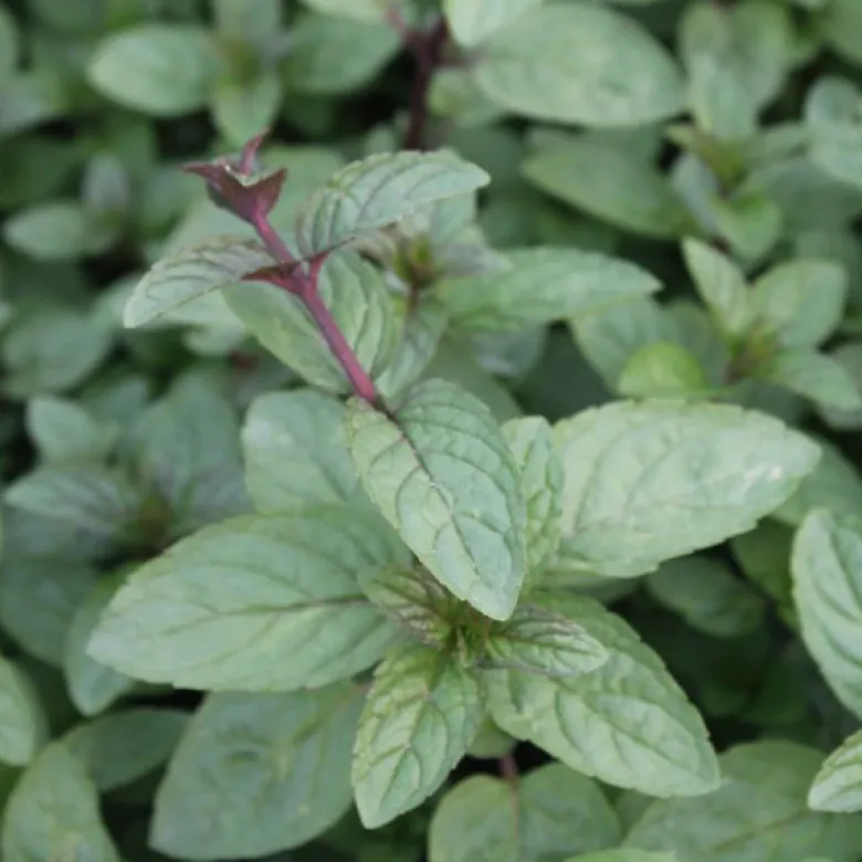 6 x menthe poivrée - mentha piperita 'nigra' - godet 9x9 cm