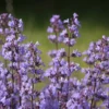 6 x nepeta faas. - nepeta faassenii 'blue wonder' - godet 9x9 cm