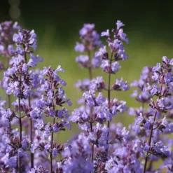6 x nepeta faas. - nepeta faassenii 'blue wonder' - godet 9x9 cm