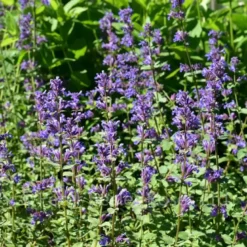 6 x nepeta faas. - nepeta faassenii 'blue wonder' - godet 9x9 cm