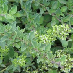 6 x origan commun - origanum vulgare - godet 9x9 cm